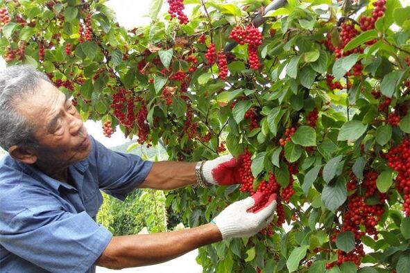 Durch den Verzehr chinesischer Schisandra-Beeren stärkt ein Mann seine Potenz