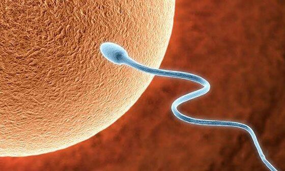 Biologische Funktionen der vor -ejakulation